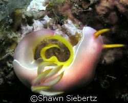 Nudibranch laying eggs in a spiral. Picture taken with an... by Shawn Siebertz 